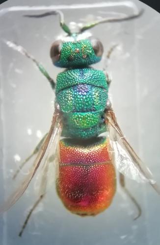 Réf. 273 765 : Chrysis interjecta